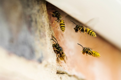 VESPULA VULGARIS